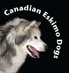 Arcticice Canadian Eskimo Dogs