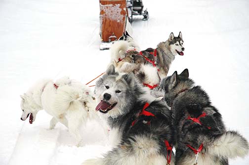 Canadian Eskimo Dog photos, information and more. The CED is also known as the Inuit dog, qimmiq or  kimmik.