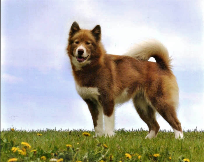 Canadian Kennel Club registered Canadian Eskimo Dogs. 