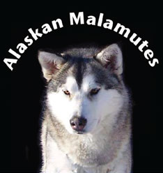 Arctic Ice Alaskan Malamutes