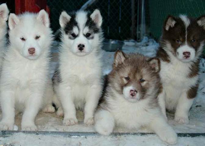 Arcticice Qimmiq, Canadian Eskimo Dogs, Alaskan Malamutes, Wolfwalker ...