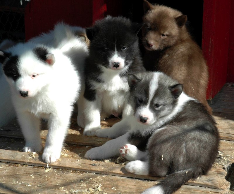 kimmik, qimmiq or inuit dog puppies