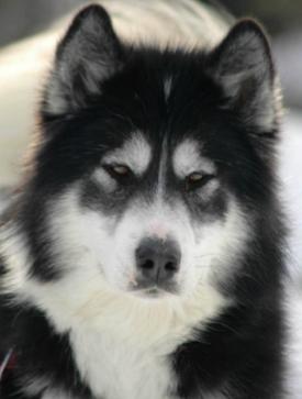 Arctic Ice Canadian Eskimo Dogs, Arcticice Alaskan Malamutes, Wolfwalker Siberian Huskies. Puppies, Adults, Information. Top champion likes, wonderful temperaments and stunning beauty