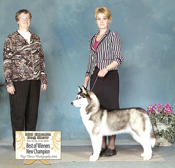 Ckc husky best sale