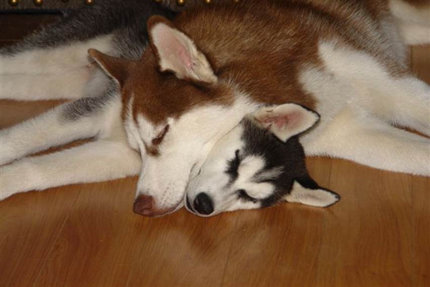 Siberian Husky photos, Arctic breed pictures. 