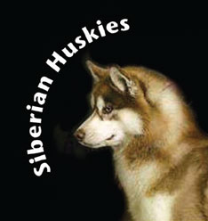 Siberian Husky Wolfwalker 