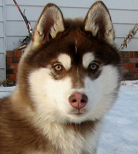 Champion Siberian Huskies