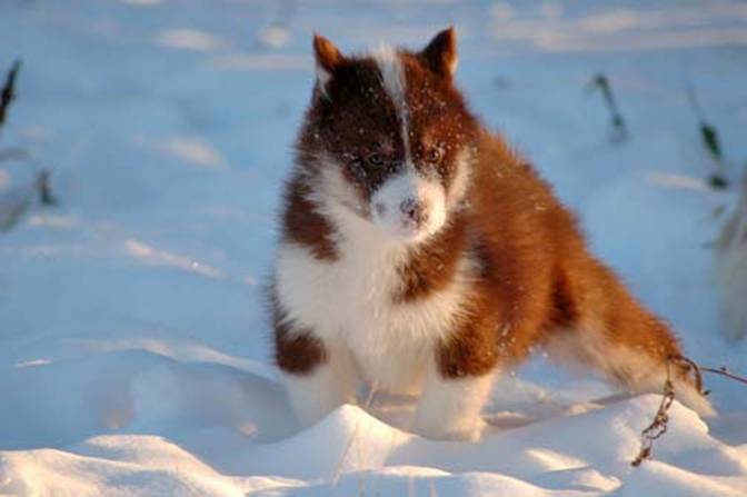 Canadian Eskimo Dog puppy