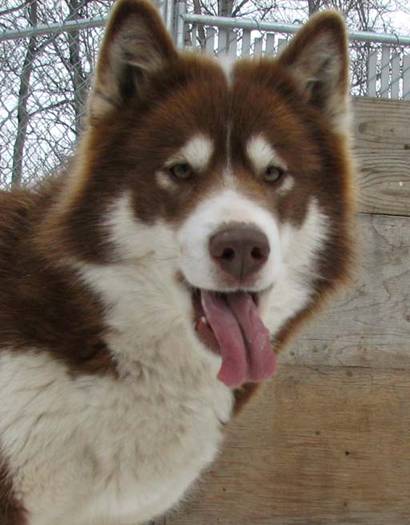 Dogsledding and mushing photos.