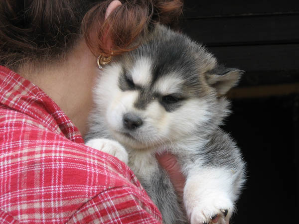 alaskan malamute puppies