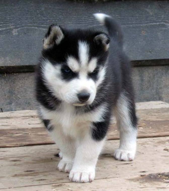 siberian husky baby puppy