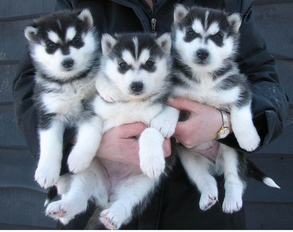 siberian husky puppies